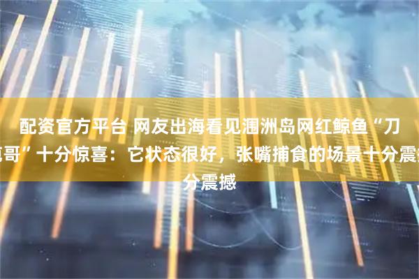 配资官方平台 网友出海看见涠洲岛网红鲸鱼“刀疤哥”十分惊喜：它状态很好，张嘴捕食的场景十分震撼